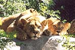 Lions