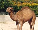 Camel