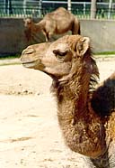 Camel