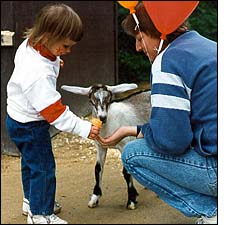 Feeding a Goat 