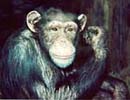 Cookie the Chimpanzee