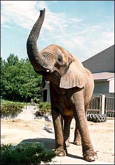 Elephant