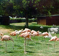 Flamingos