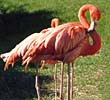 Flamingos