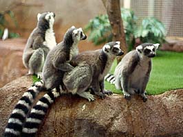 Ring-Tailed Lemurs