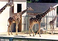 Giraffes