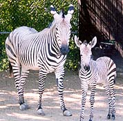 Hartmann's Mountain Zebra