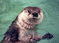 Otter