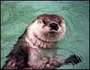 Otter