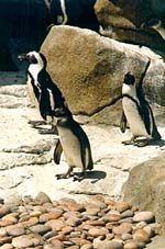 Penguins