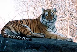 Siberian Tiger