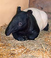 Rose the Tapir