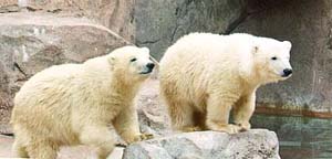 Polar Bears