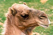 Dromedary Camel