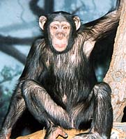 Chimpanzee