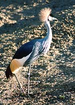 African Crowned Crane