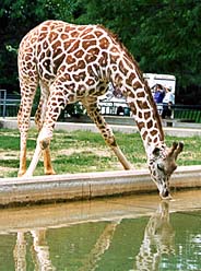 Reticulated Giraffe