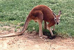 Red Kangaroo