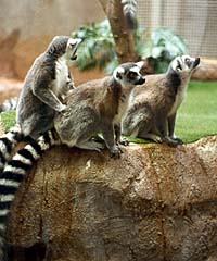 Ring-Tailed Lemurs