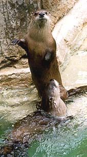 River Otter