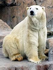 Polar Bear