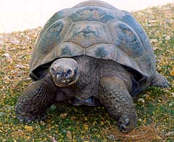 Galapagos Tortoise