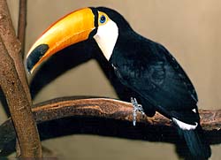 Toucan