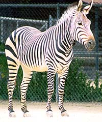 Zebra